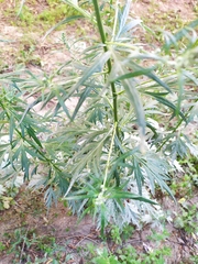 Artemisia vulgaris