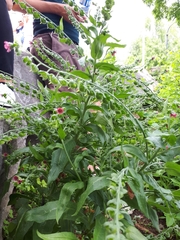 Cynoglossum officinale