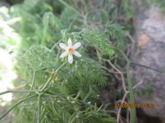 Asparagus declinatus