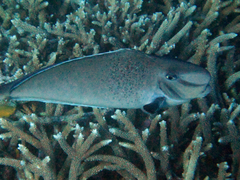 Naso tonganus