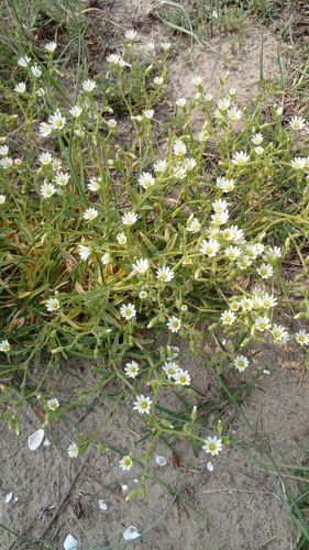 Cerastium commersonianum (Cerastium commersonianum)