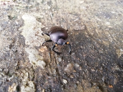 Paragymnopleurus sinuatus