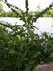 Cynoglossum officinale