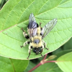 Laphria sacrator
