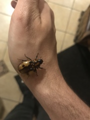 Cyclocephala
