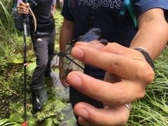 Psolodesmus mandarinus dorothea