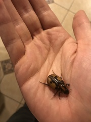 Cyclocephala