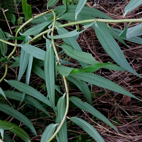 Image of Bomarea edulis by (c) Patrícia Mees, some rights reserved (CC BY)
