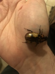 Cyclocephala