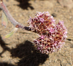 Chorizanthe cuspidata