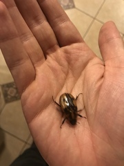 Cyclocephala
