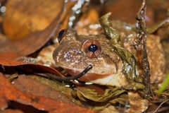 Quasipaa exilispinosa