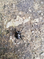 Paragymnopleurus sinuatus