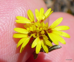 Lessingia germanorum