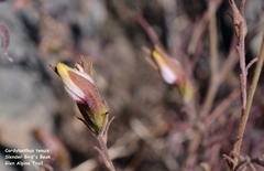 Cordylanthus tenuis