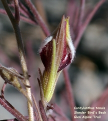 Cordylanthus tenuis