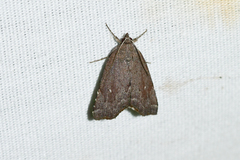 Cutina albopunctella