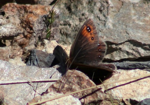 Alpine Ringlet