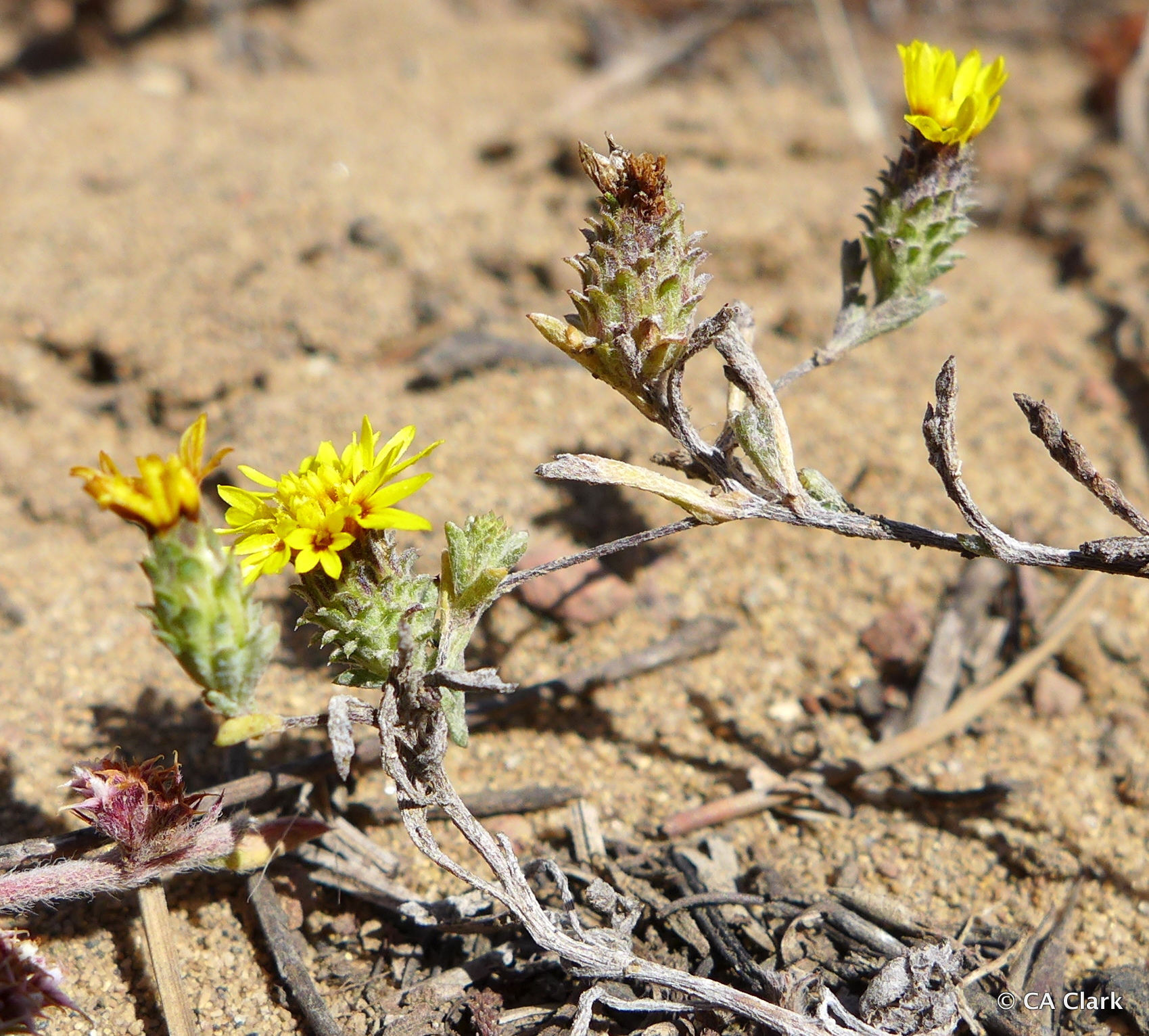 Lessingia germanorum