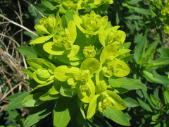 Euphorbia semivillosa