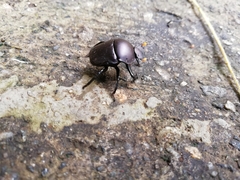 Paragymnopleurus sinuatus