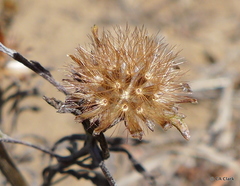 Lessingia germanorum