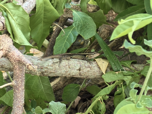 Rose-bellied Lizard, 91496 Farallón Don Carlos, Ver., México, photo 10 of 10