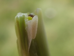 Mayetiola moliniae