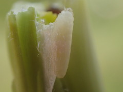 Mayetiola moliniae
