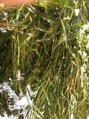 Potamogeton maackianus