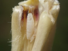 Mayetiola moliniae
