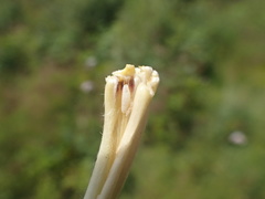 Mayetiola moliniae