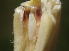 Mayetiola moliniae