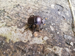 Paragymnopleurus sinuatus