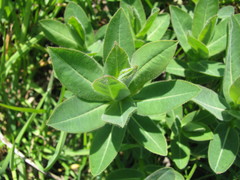 Euphorbia semivillosa