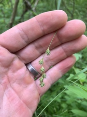 Carex echinodes