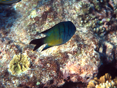 Abudefduf whitleyi