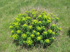 Euphorbia semivillosa