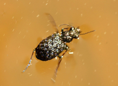 Elaphrus cupreus