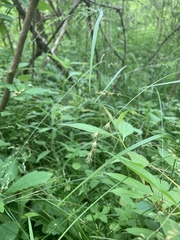Carex echinodes