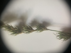 Carex echinodes