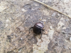 Paragymnopleurus sinuatus