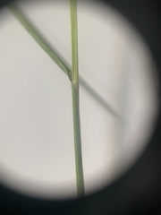 Carex echinodes