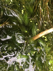 Ceratophyllaceae