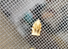 Choristoneura fractivittana