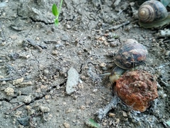 Helix albescens