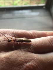 Centrodera decolorata