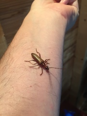 Centrodera decolorata