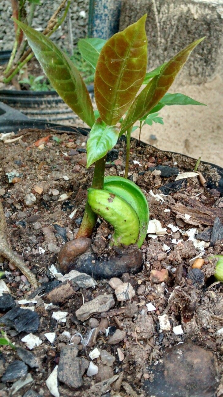 Anacardium occidentale