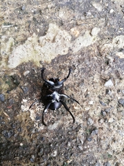 Paragymnopleurus sinuatus